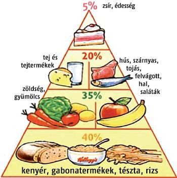 táplálkozási piramis